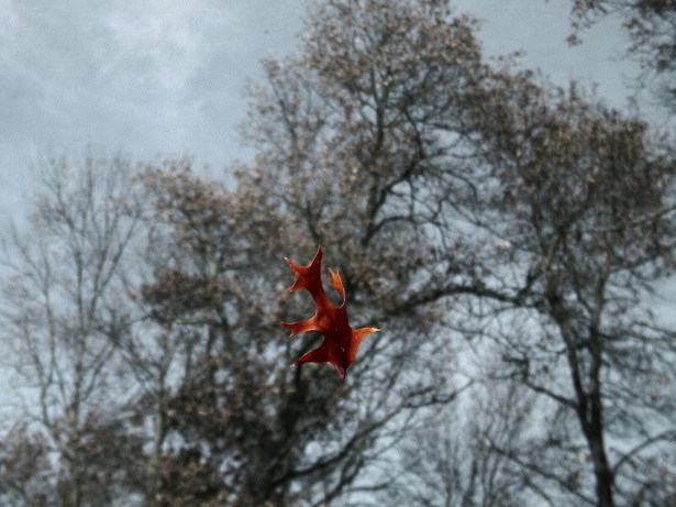 falling-leaf-1466188