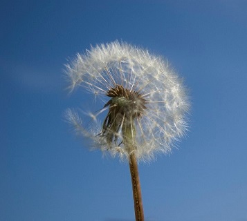dandelion-1359691